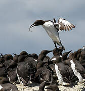 Common Murre