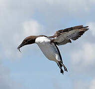 Guillemot de Troïl