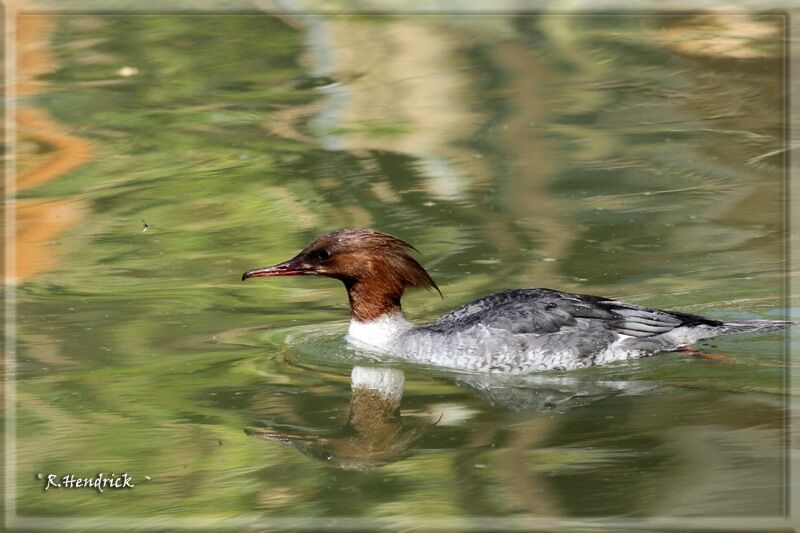 Common Merganser