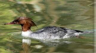 Common Merganser