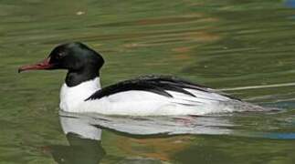 Common Merganser