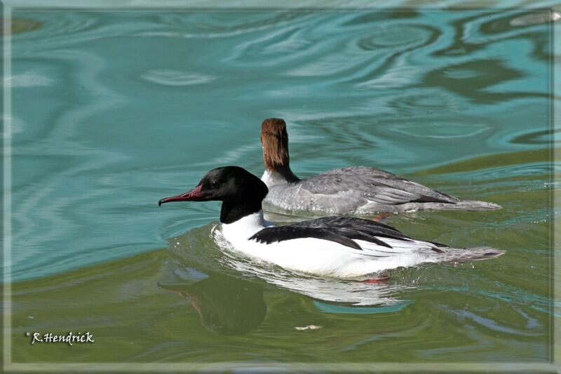 Common Merganser