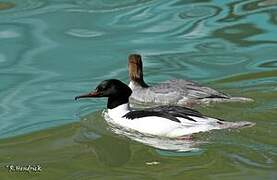 Common Merganser