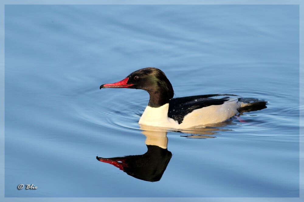 Common Merganser