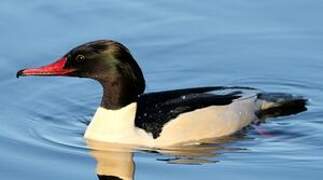 Common Merganser