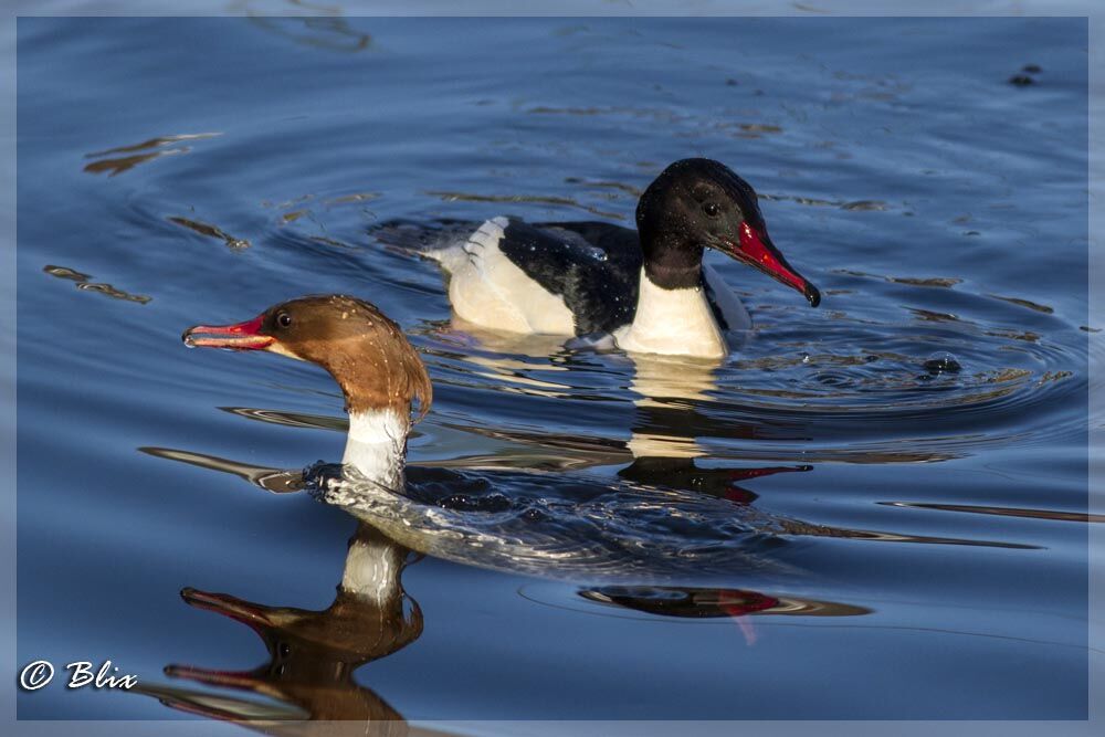 Common Merganser