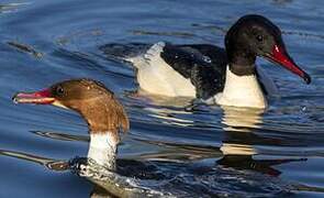 Common Merganser