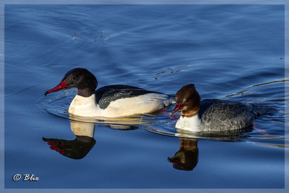 Common Merganser