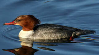 Common Merganser