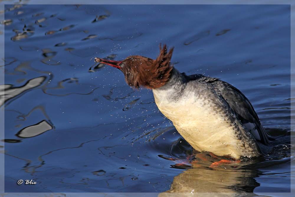 Common Merganser