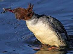 Common Merganser