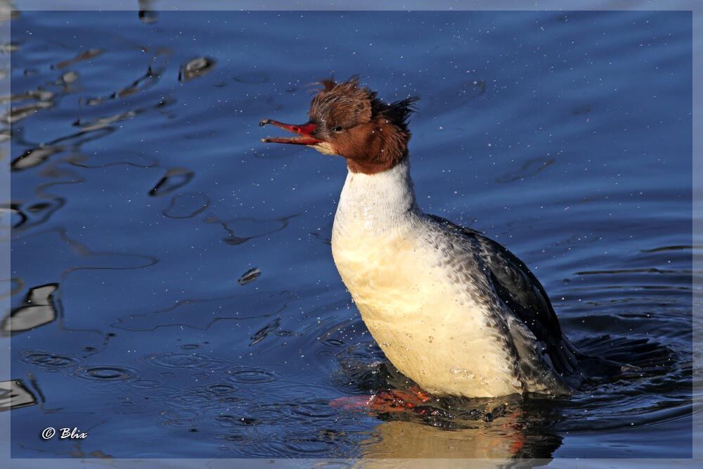 Common Merganser