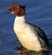 Common Merganser