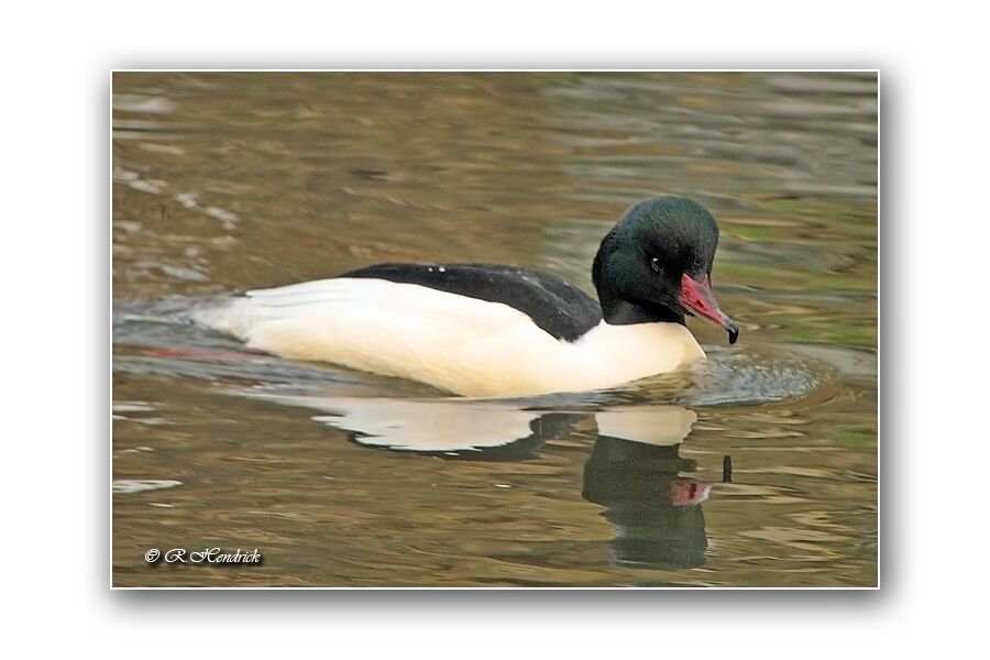 Common Merganser