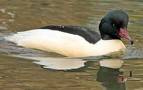 Common Merganser