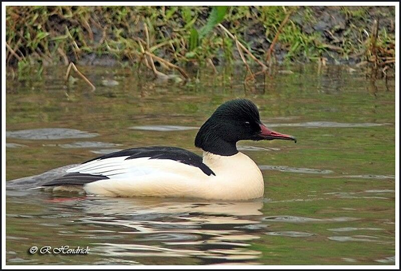 Common Merganser