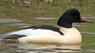 Common Merganser