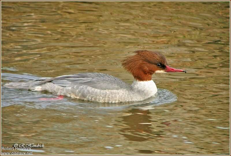 Common Merganser female