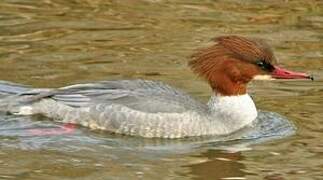 Common Merganser