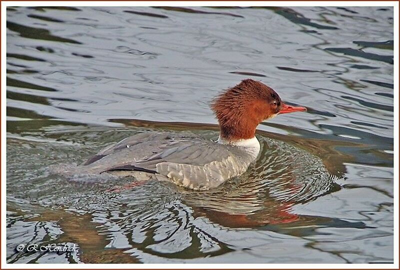 Common Merganser