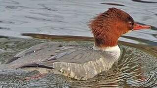 Common Merganser