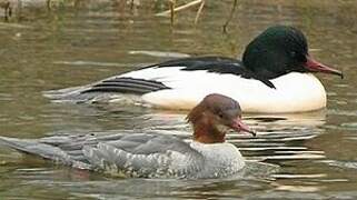 Common Merganser