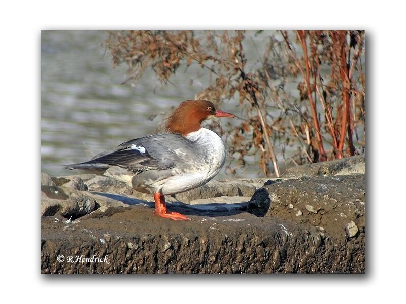 Common Merganser