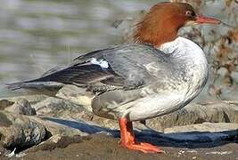 Common Merganser