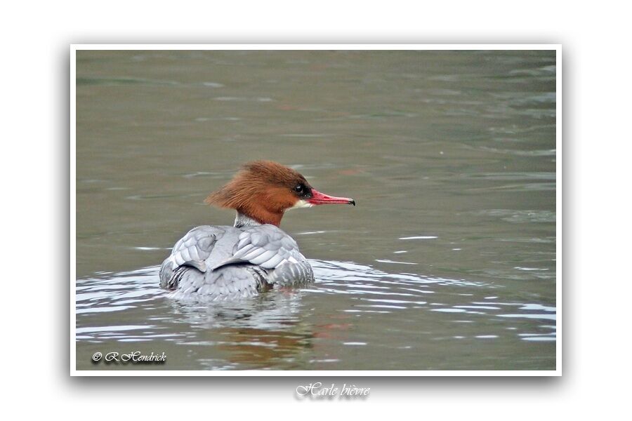 Common Merganser