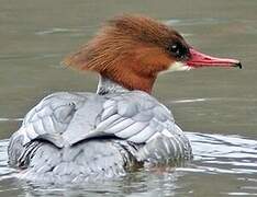 Common Merganser