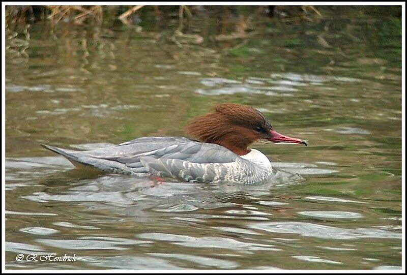 Common Merganser