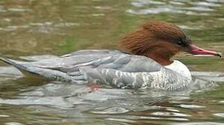 Common Merganser