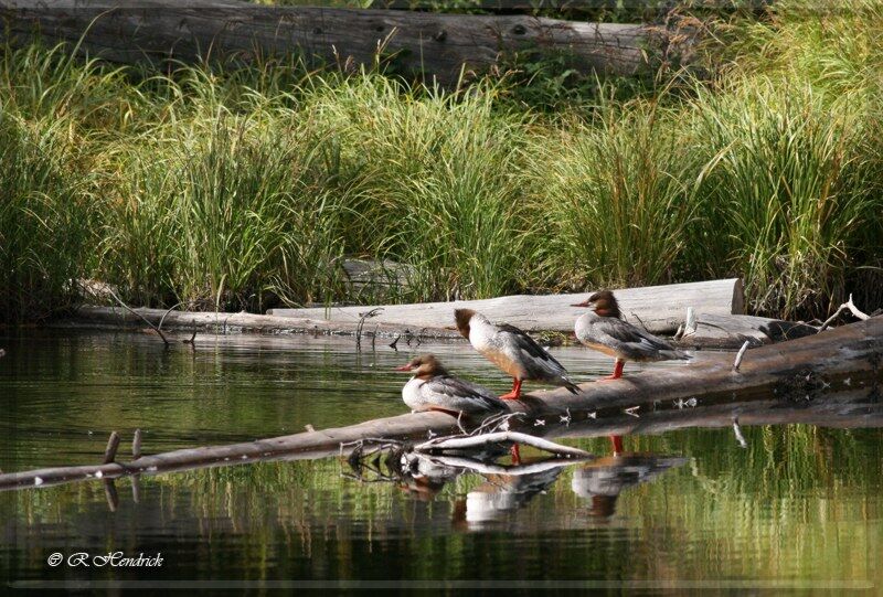 Common Merganser