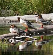 Common Merganser