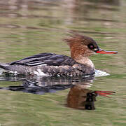 Red-breasted Merganser