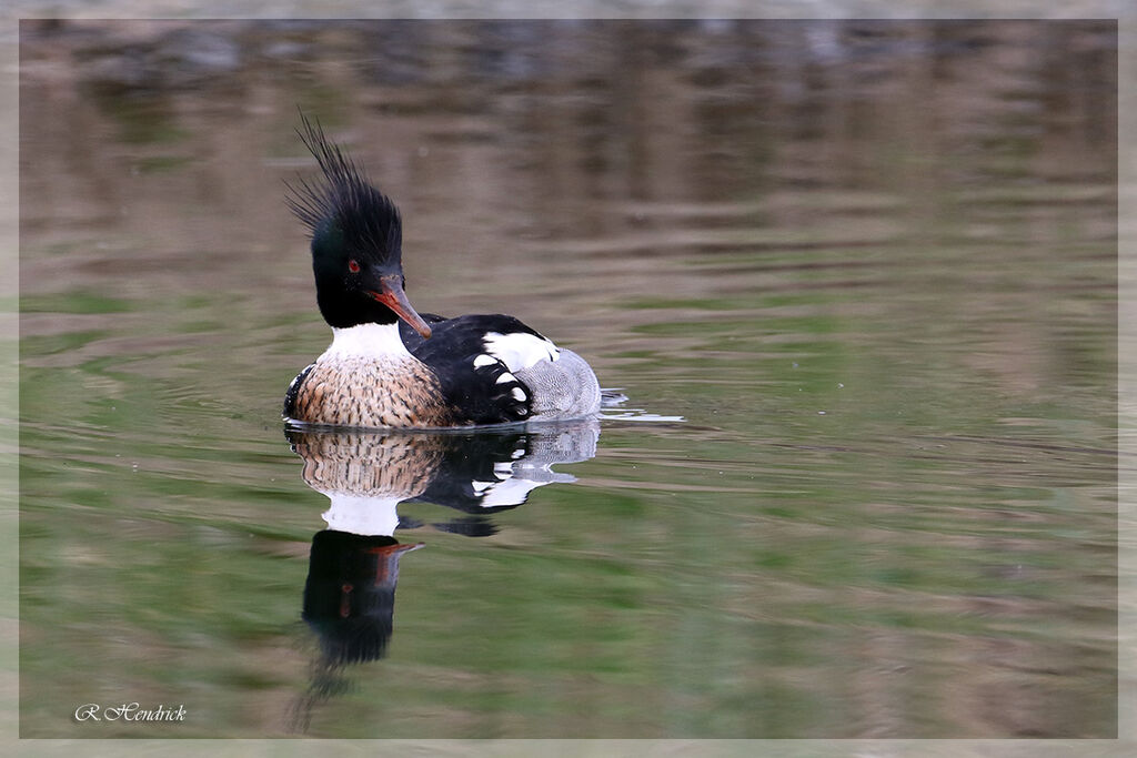 Red-breasted Merganser