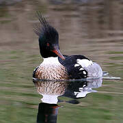 Red-breasted Merganser