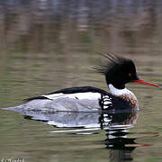 Red-breasted Merganser