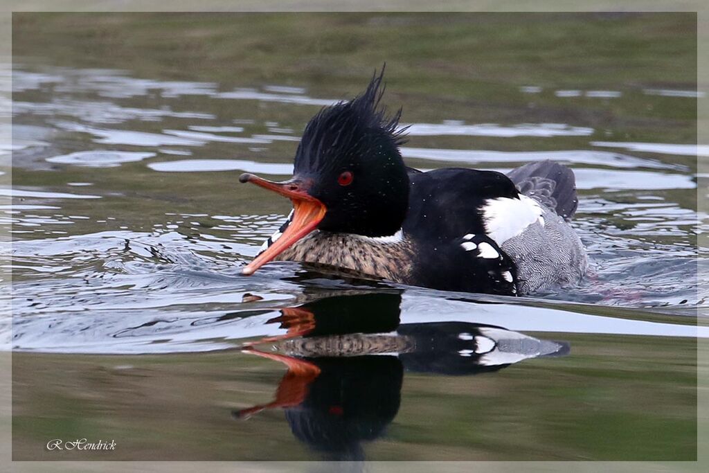 Red-breasted Merganser