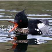 Red-breasted Merganser