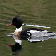 Red-breasted Merganser