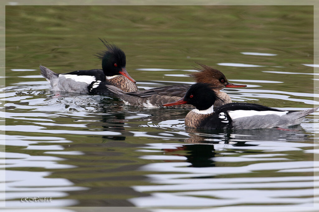 Red-breasted Merganser