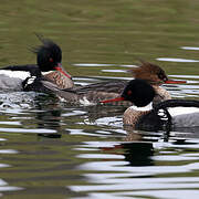 Red-breasted Merganser