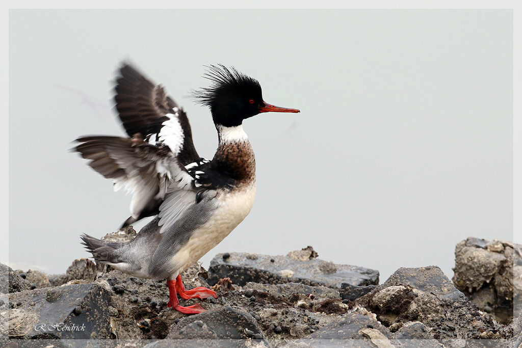 Red-breasted Merganser