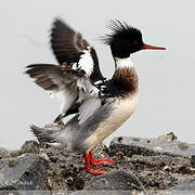 Red-breasted Merganser