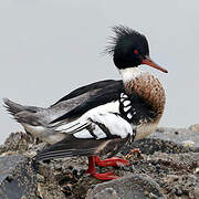 Red-breasted Merganser