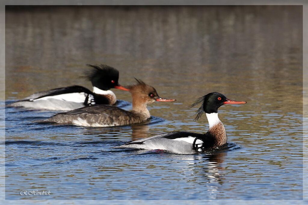 Red-breasted Merganser