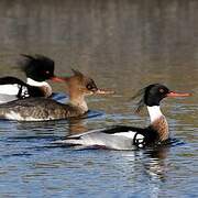 Red-breasted Merganser