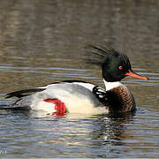 Red-breasted Merganser