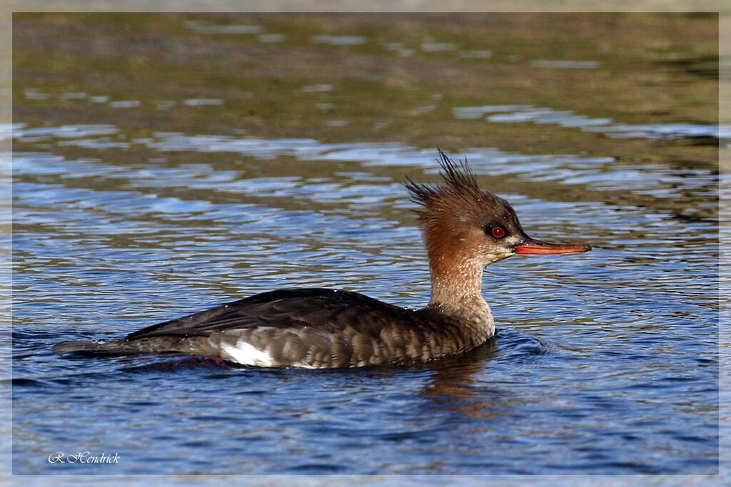 Red-breasted Merganser